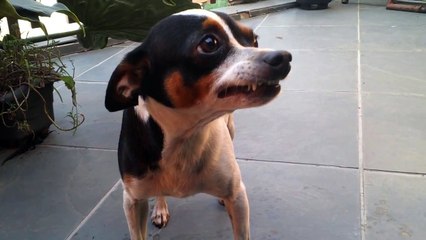 cão arrependido sorrindo, não tem como não rir - the smile of a dog sorry