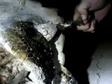 Juvenile Green Turtle Sick from Plastic Ingestion - Conservation International (CI)