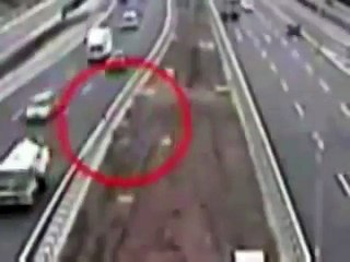 Hero dog saves another after it was hit in the highway.