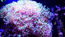 Coral Reef Aquarium 65 Gallon HD Saltwater