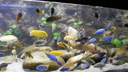 Malawi Aquarium 937ltr - 29.10.2011