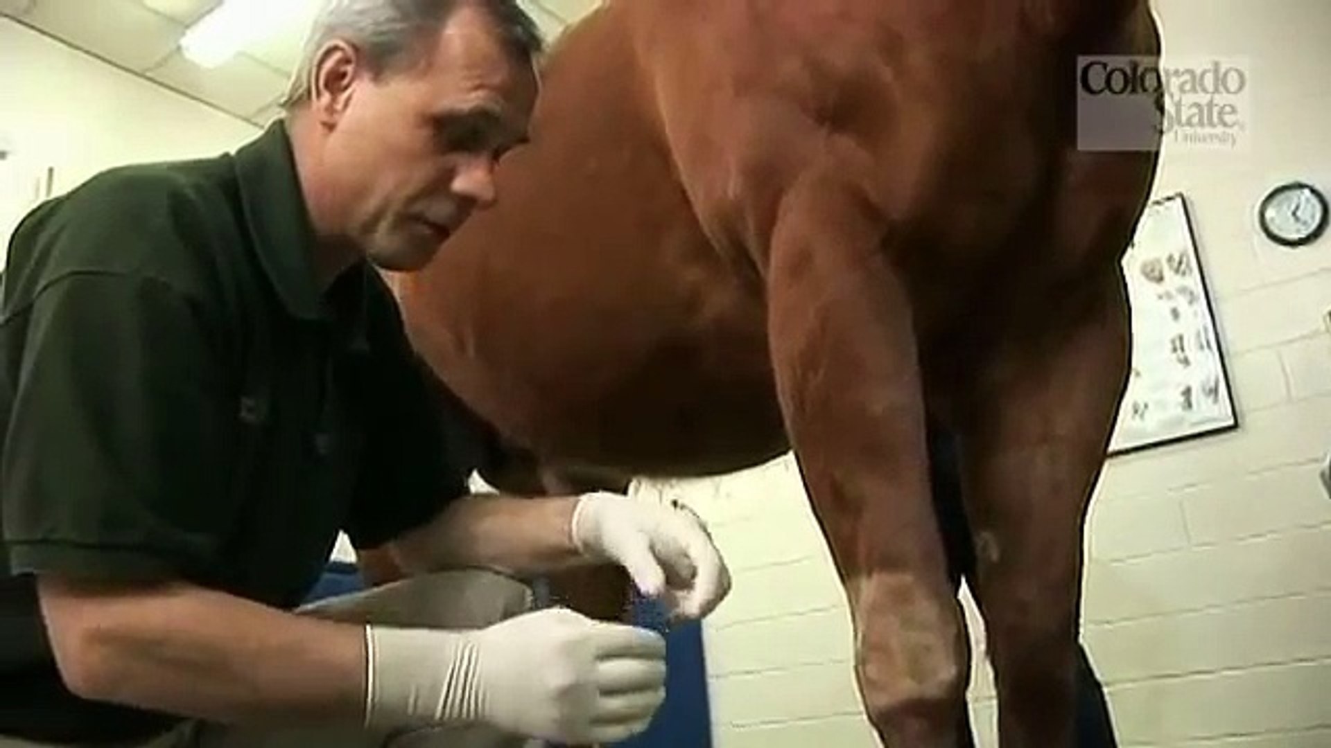 ⁣Veterinary Training Video, www.visservideography.com