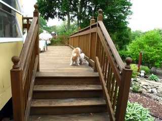 TWO DOGS STUCK TOGETHER!!