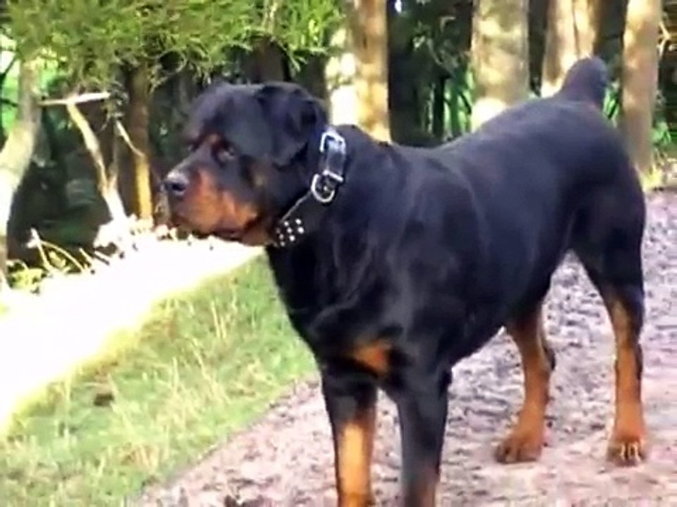 Big dog, rottweiler, a Rottie. Running with the Big Dogs,  Presented by TheSupergranny.net