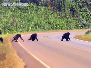 Wild chimps take care before crossing the road