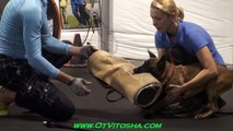 exceptional 3 month old Malinois puppy protection
