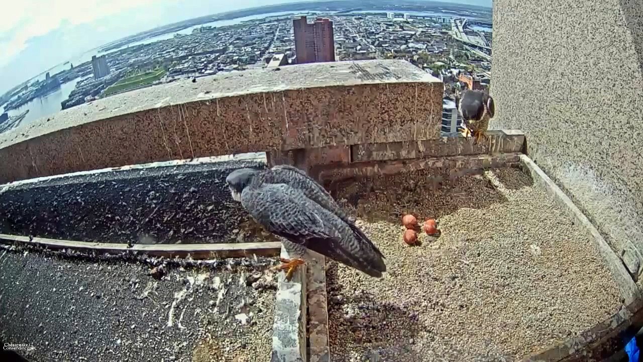 Falcons Add Third Egg