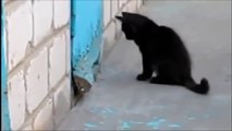 ♥Chat noir, porte bonheur♥ qui sauve un chien.