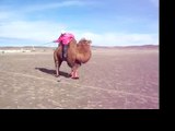 Mongolian Camel Polo