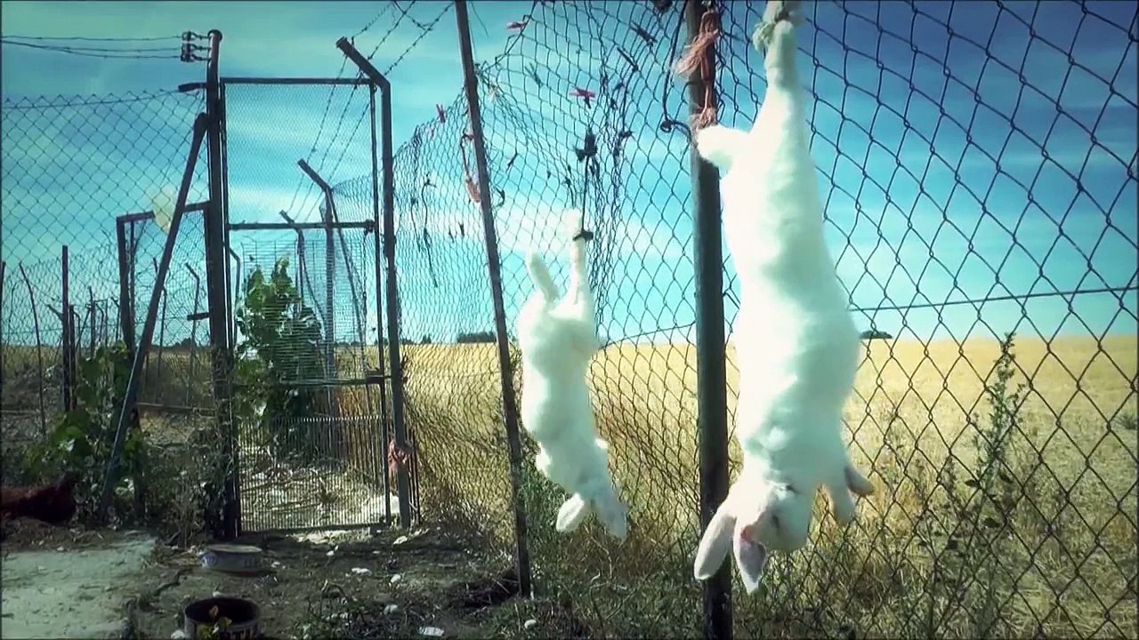 Cruelty exposed inside rabbit farms linked to the UK | Animal Equality Investigation