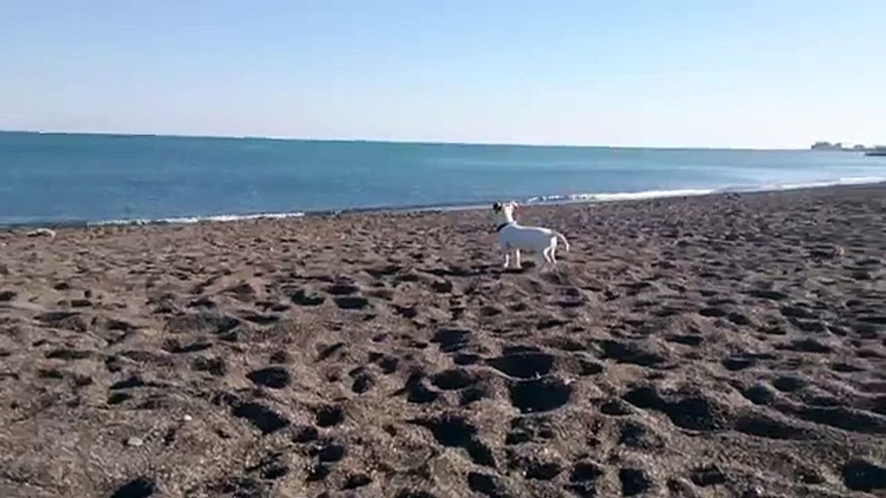 Coby le petit Jack Russel qui découvre la plage pour la prem