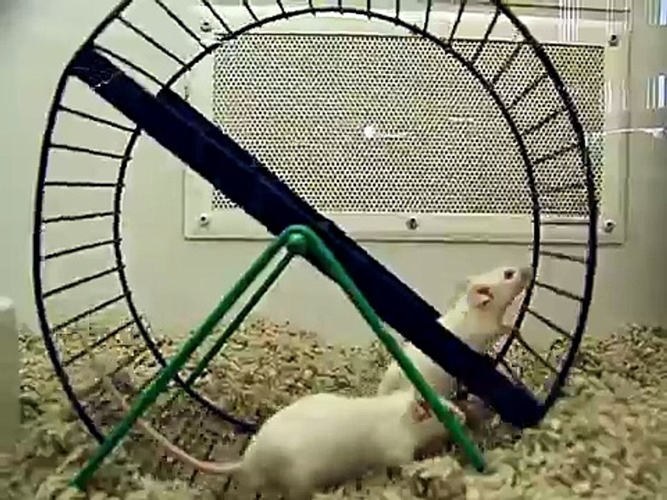 Mice Running On A Wheel