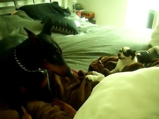 Doberman VS Crazy Chihuahua