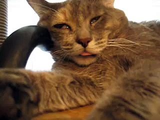 My Cat Has a Bad Dream