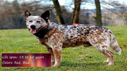 Top 10 Smart and Intelligent Dogs in the World