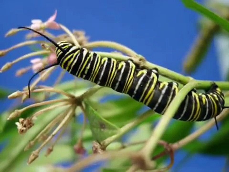 Life of a Monarch Butterfly, Time-Lapse