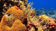 Exploring the Coral Reef: Learn about Oceans for Kids - FreeSchool