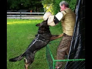 Legendary German Shepherd. VITO vom Waldwinkel