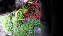 Ferreting with young ferrets for rabbits