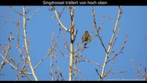 Singdrossel mit Gesang - Song thrush singing (1080p HD)