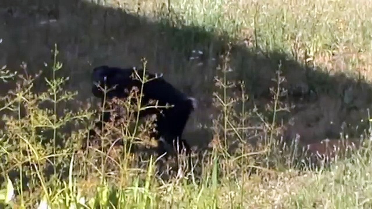 Bonobos Mate - Humping