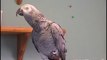 African Grey Parrot TigerBird Talks About Breakfast ! Talking Amazing Gray Best Smart Unreal