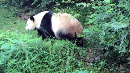 CHENGDU PANDA BASE DISCOVERY by HOANG QUAN