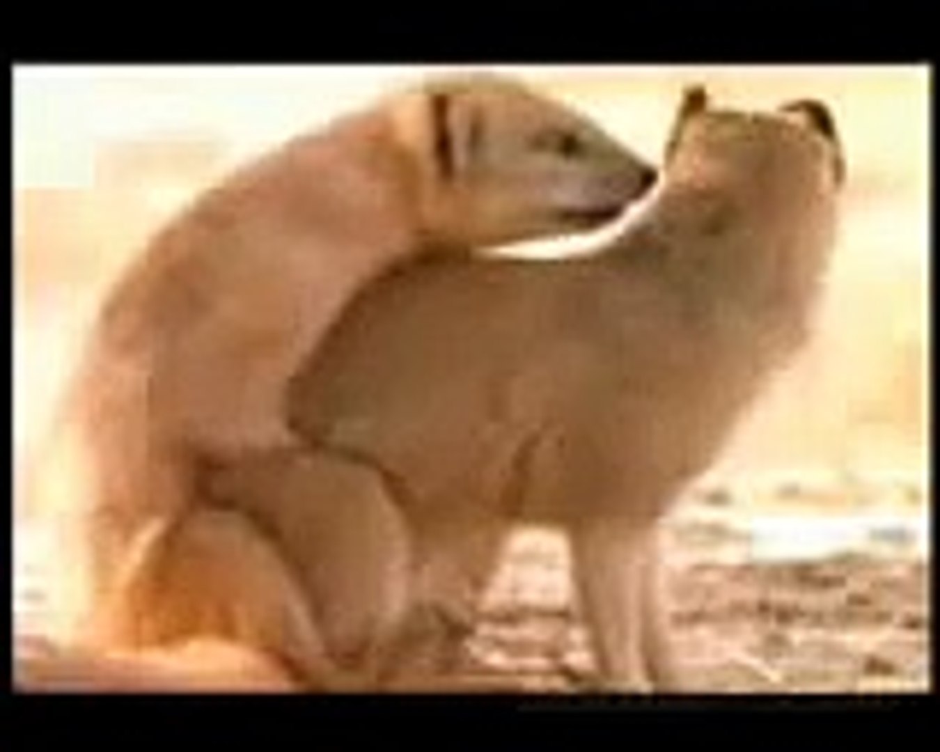 Discovery Channel song