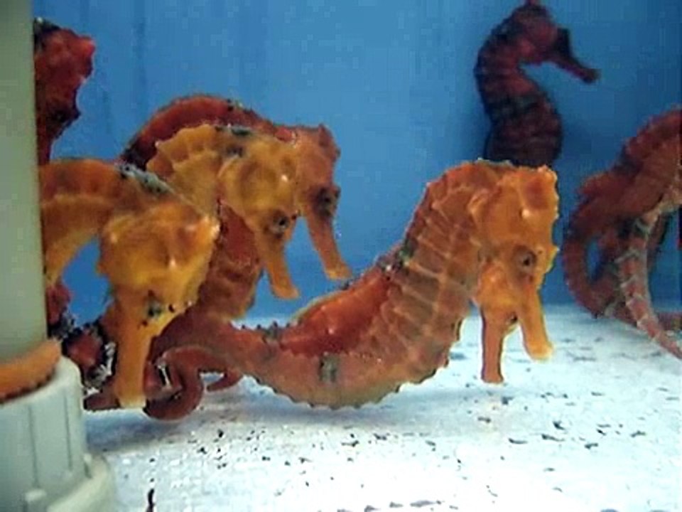 Red Sea Horse
