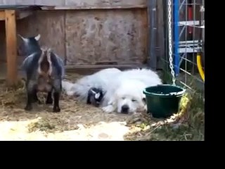 Baby goat gets kidnapped away from mom by a big dog!