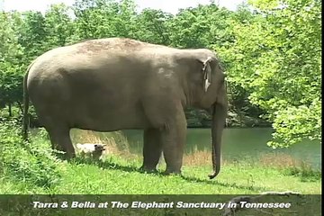 Tarra and Bella: A Match Made in Ele-Heaven