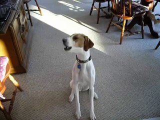 GUARANTEED TO MAKE YOUR DOG HOWL!