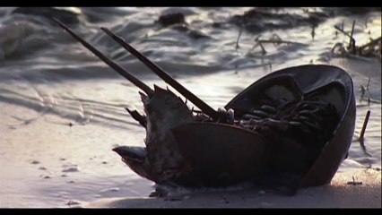 The AMAZING Horseshoe Crab!!