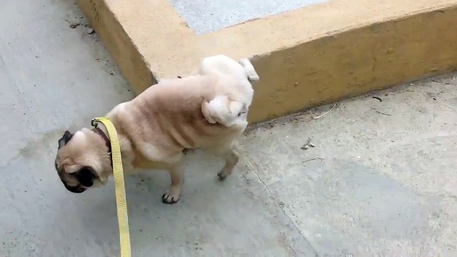 Ce chien a une façon très bizarre d'uriner