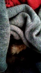 bébé chien de prairie (1 mois)