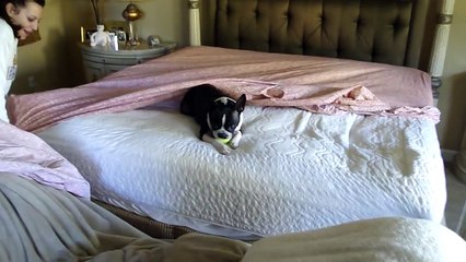 boston terrier making bed