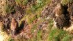 Kestrel Juveniles - Faucon Crécerelle Jeune