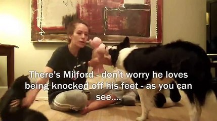 Teach Your Dog To Know Each Of Their Toys By Name