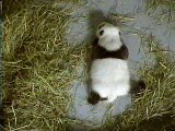 Lun Lun and Her Female Cub ,October 12,2006