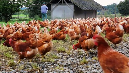 Bioeier - Porträt Geflügelhof Rothäusle - Bio kann mehr!