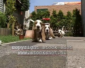 Basset Hound pups playing