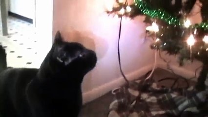 Talking Kitty Cat 24 - What's Christmas?