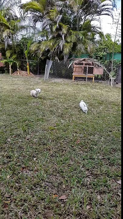El Conejo "victima" de un "fiero" perro