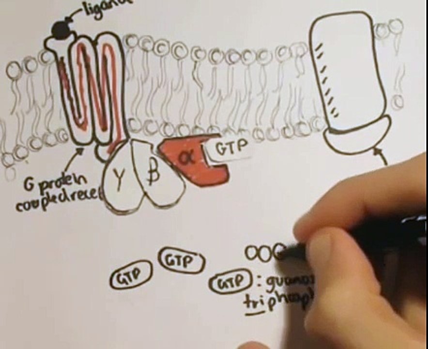 G Protein Signalling