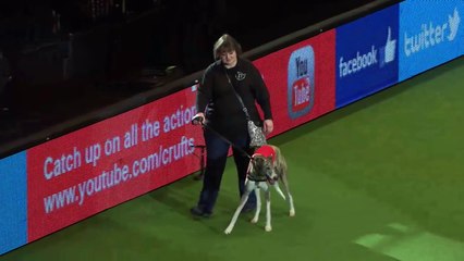 Display by Retired Greyhound Trust | Crufts 2015