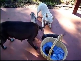 3wk Old Blue Lacy Attacks Bulldog!