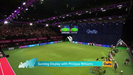 Gundog Display with Philippa Williams | Crufts 2015