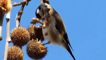 Ptice Hrvatske - Češljugar (Carduelis carduelis) (Birds of Croatia - Goldfinch) (4/8)