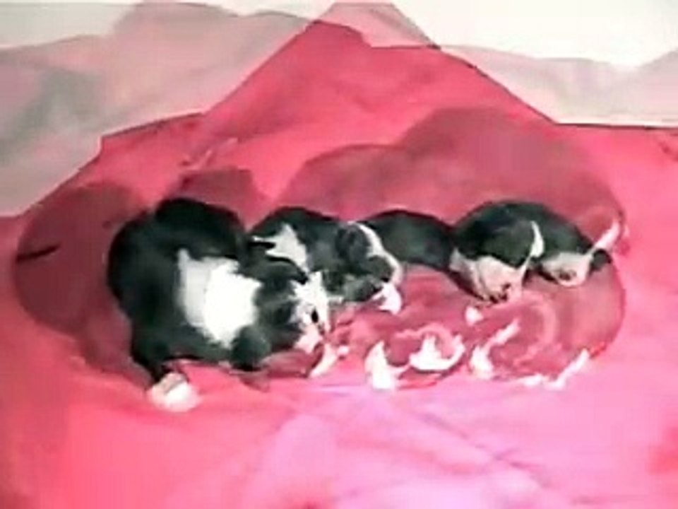 Border Collie Puppies One Week at DarnFar.com