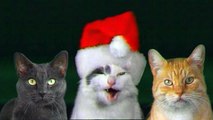 JINGLE CATS Let-It-Snow-Cats SCREEN TEST 003